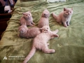 британски късокосмести Лилави , снимка 8