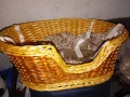 Плетено кошче за котенца , снимка 2