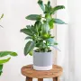 Каланхое Дегремонтиана (Kalanchoe daigremontiana) – живородно сукулентно растение, снимка 1