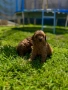 Пудел той Puddle toy, снимка 4