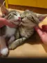 Подаряват се котенца, снимка 1