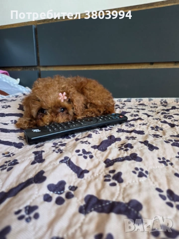 Уникални Той пудел момичета. 