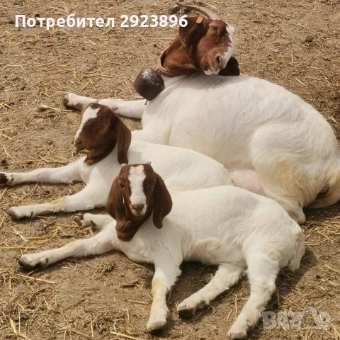 Кози Боер, снимка 2 - Кози - 54207767