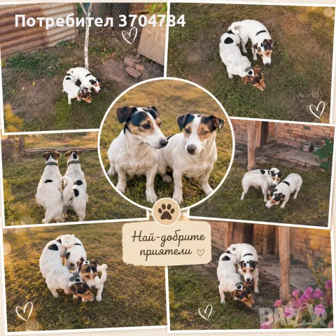 Продавам женски джак Ръсел териер 