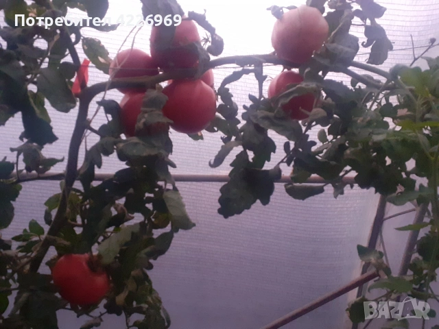 Розови едри домати, снимка 6 - Разсади - 54194380