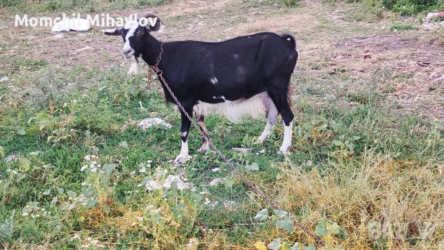 продавам дойна  коза 