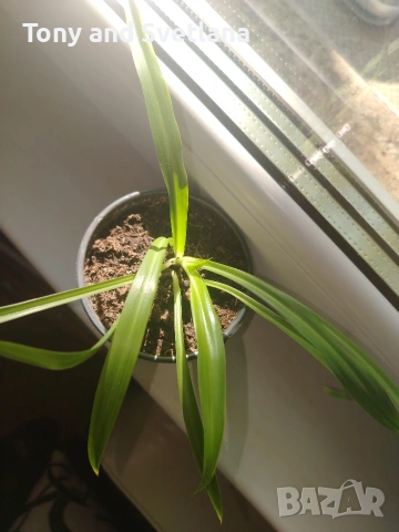 Хлорофитум (Spider plant) младо растение , снимка 2 - Стайни растения - 54664260