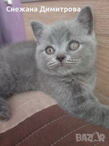 Британнска къскосместа