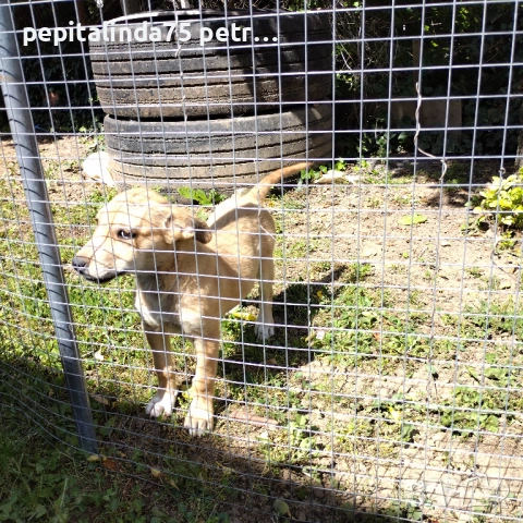  dog for adoption.Търсим осиновител на малко женско куче