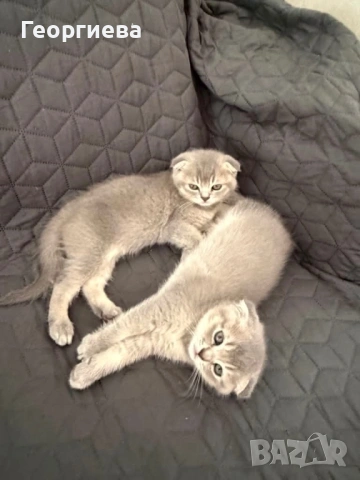 Мъжко клепоухо коте 