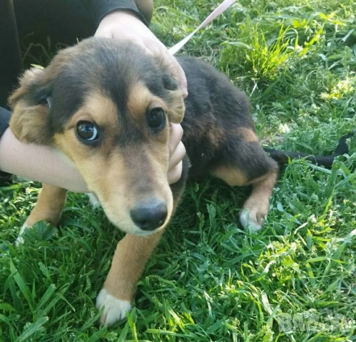 СПЕШНО ПОДАРЯВАМ ПЕТ ГОНЧЕТА БЕБЕТА, снимка 4 - Гонче - 54321374