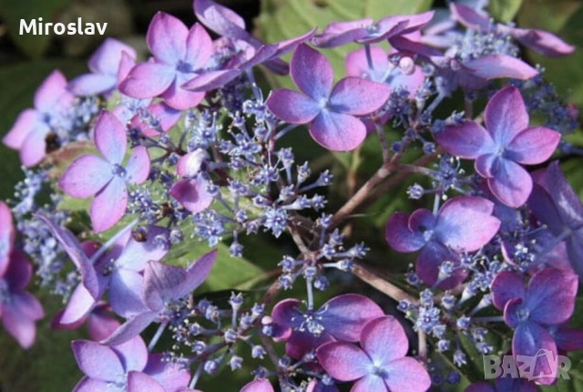 Планинска хортензия "Бурса", снимка 3 - Градински цветя и растения - 54090848