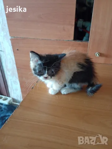Подарявам малки котенца на 2 месеца , снимка 4 - Други - 55403061