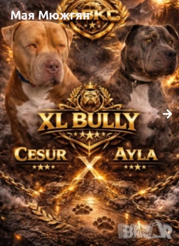 XL American bully, снимка 5 - Други - 55057160
