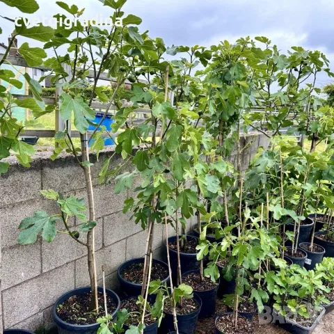 Ficus carica Turca (Турска смокиня), снимка 3 - Градински цветя и растения - 55406179