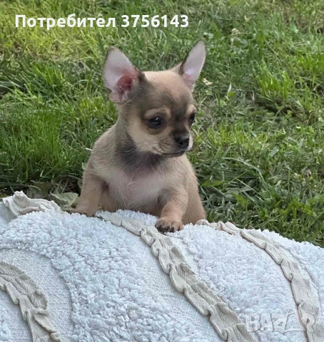 Мини Чихуахуа Момченце Шоколадов фаун, снимка 4 - Чихуахуа - 55194005
