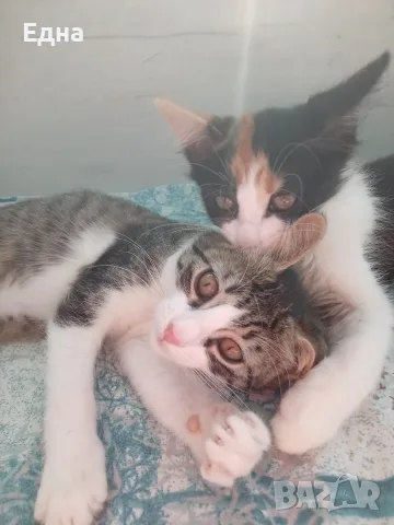 Подарявам добри котета,на добри хора., снимка 2 - Други - 55366035