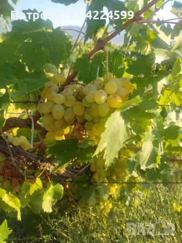 Продавам грозде🍇, снимка 2 - Домашни продукти - 55685161