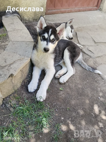 Продавам хъски, снимка 5 - Хъски - 54726993