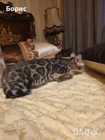 Бенгалска котка, снимка 10 - Бенгалски - 40146006