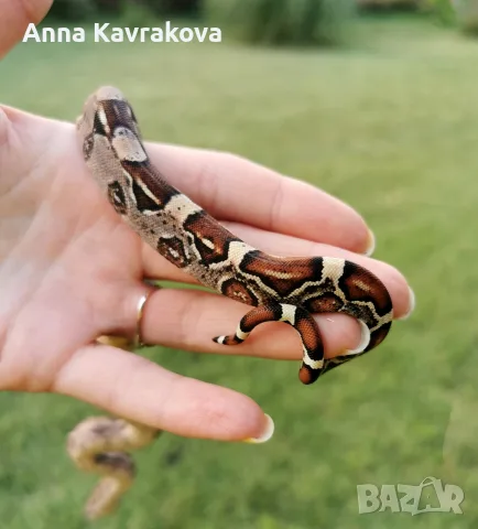 Boa constrictor imperator /боа/змия, снимка 6 - Змии - 55589778