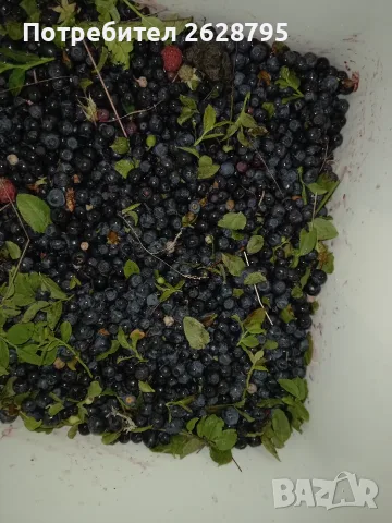 Горска боровинка, снимка 4 - Домашни продукти - 55445252
