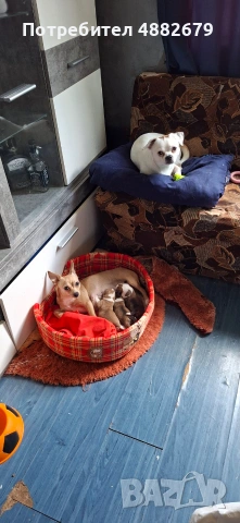 Чихопинчер 2мъжки 2женски, снимка 14 - Чихуахуа - 55243655