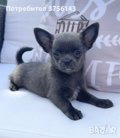 Топ Синьо Мини Чихуахуа Момче , снимка 2 - Чихуахуа - 54014466