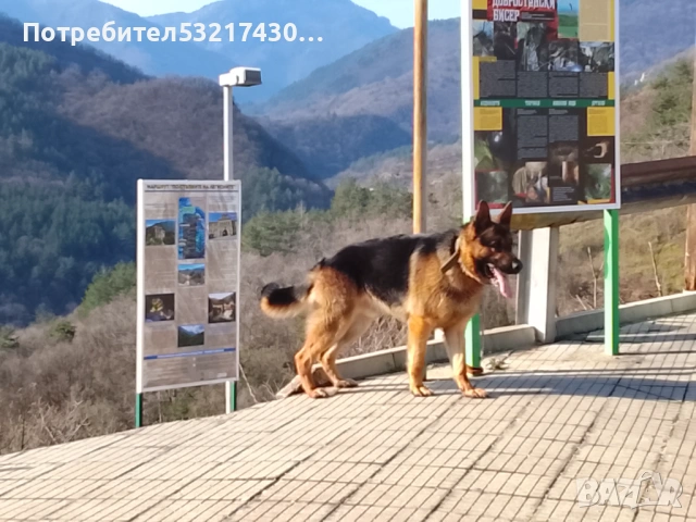 Много едра мъжка Немска овчарка – 2 години, отличен пазач