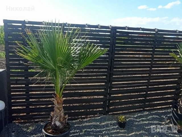 Оградно пано 180х180 Дървени оградни пана , дървена декоративна ограда за двор градина , снимка 2 - Огради и мрежи - 55253039
