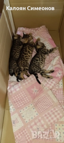 Бенгалски котета, снимка 11 - Бенгалски - 54357737