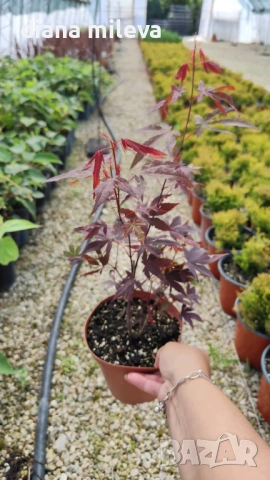 Японски Клен, Аcer palmatum Аtropurpureum, снимка 6 - Градински цветя и растения - 54946448
