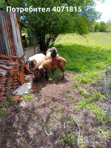 Агне около 30 кг., снимка 6 - Овце - 54387499