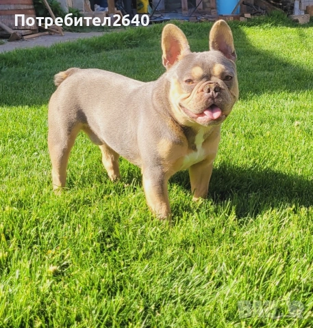Френски булдог лилак тан (lilac tan), снимка 8 - Френски булдог - 54724266