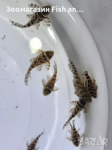 L 333 pleco.- 4 см , снимка 2 - Рибки - 55550472
