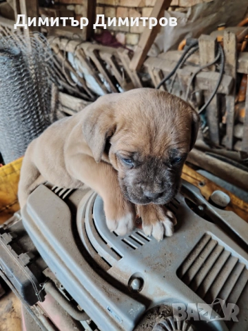 Продавам 5 бр кученца Кане корсо месец и половина, снимка 6 - Кане корсо - 54114827