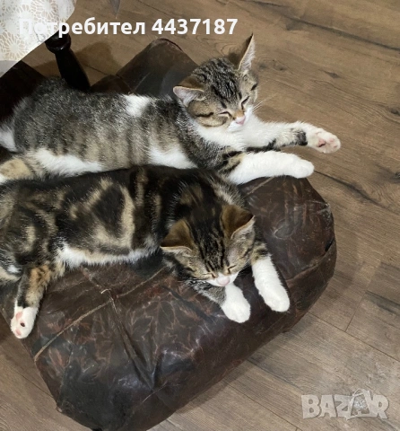 Подарявам малки котета, снимка 5 - Други - 54470153