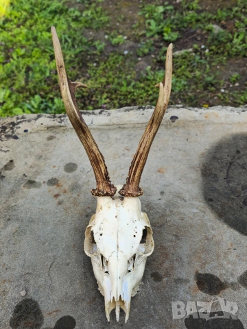 Трофей от сръндак , снимка 2 - Други - 54312628