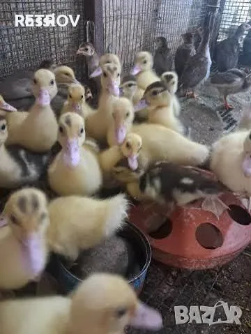 Продавам неми  патета на няколко дена
