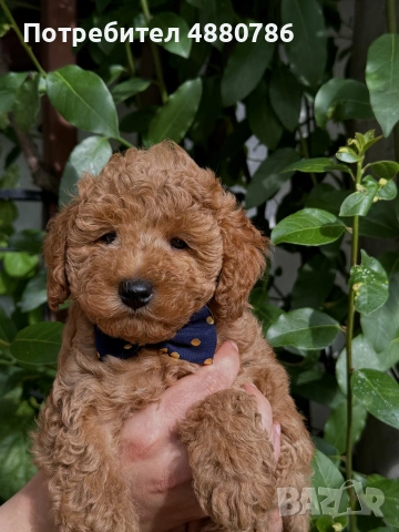 Той пудел/Toy poodle/Чистокръвни той пуделчета (черни и ред/априкот), снимка 6 - Пудели - 55224165
