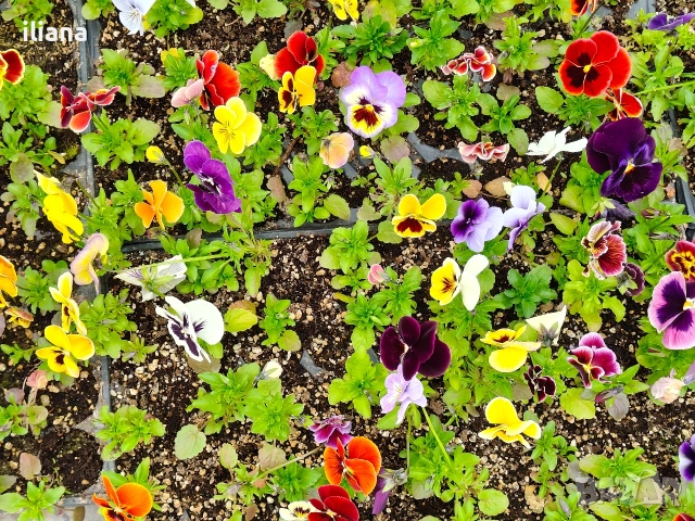 Продавам теменужки, снимка 11 - Градински цветя и растения - 54018843