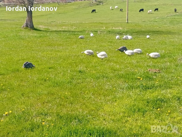 Оплодени яйца от токачки , снимка 2 - други­ - 54225975