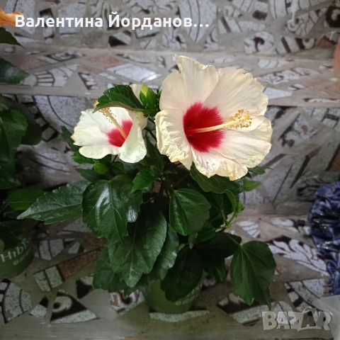 хибискус , снимка 3 - Стайни растения - 54892528