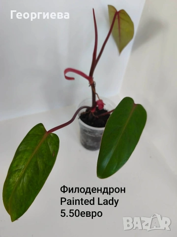 филодендрон , снимка 4 - Стайни растения - 54669422