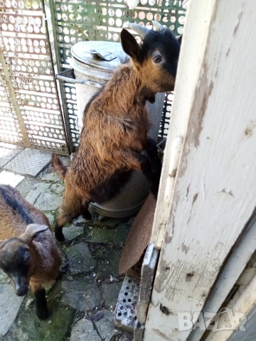 Продавам ярета, снимка 6 - Кози - 54335486