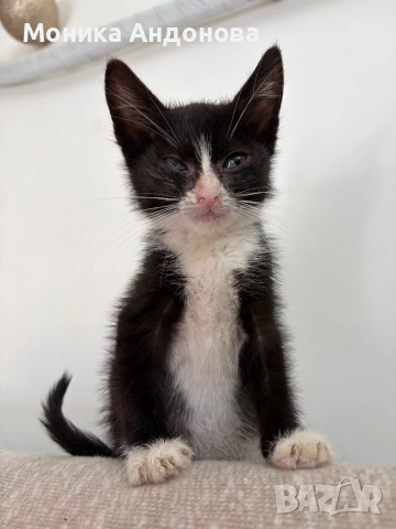 МЪЖКО КОТЕНЦЕ Търси дом, снимка 5 - Други - 55142831
