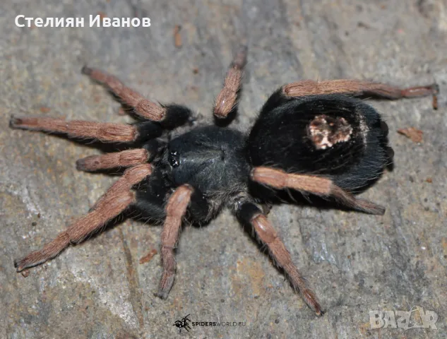 Бразилска розовокрака тарантула джудже (Dwarf Pink Leg; Kochiana brunnipes)