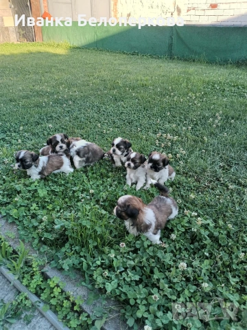 Продавам кученца ши тцу, снимка 4 - Ши Тцу - 54982955
