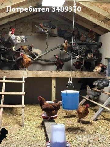 Заменяме изброените нови продукти , за изброените птици и др., снимка 12 - Кокошки и пуйки - 54709838