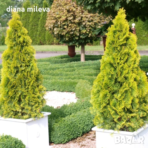 Туя Златен Смарагд, Thuja Occidentalis Golden Smaragd, студоустойчива!!